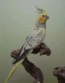 Пестрый кореллы