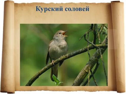 О курском соловье