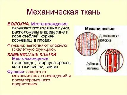 Какими чертами обладает проводящая ткань