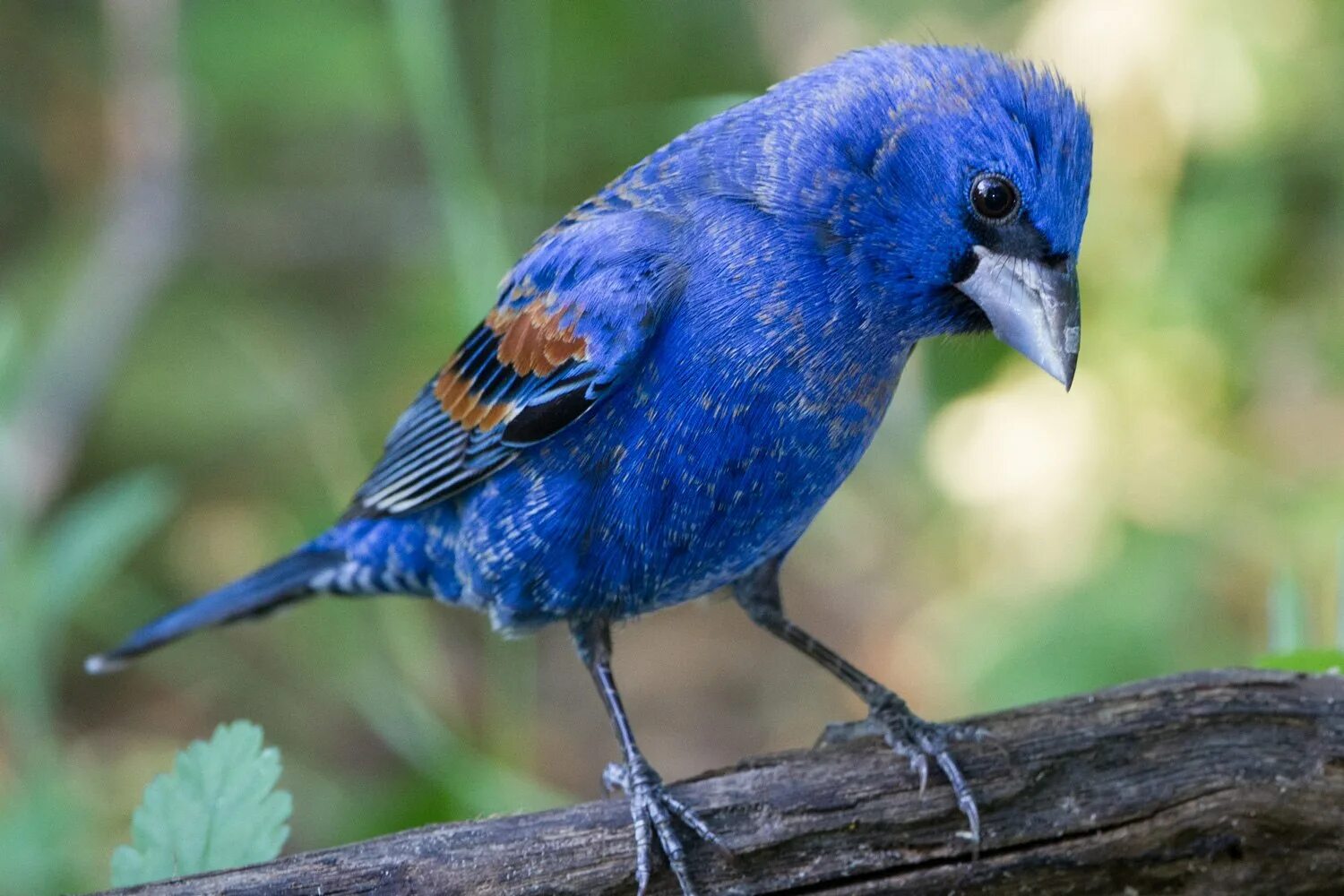 Синяя птица виды. Голубая гуирака. blue grosbeak птица. птицы мичигана. голубой кардинал.