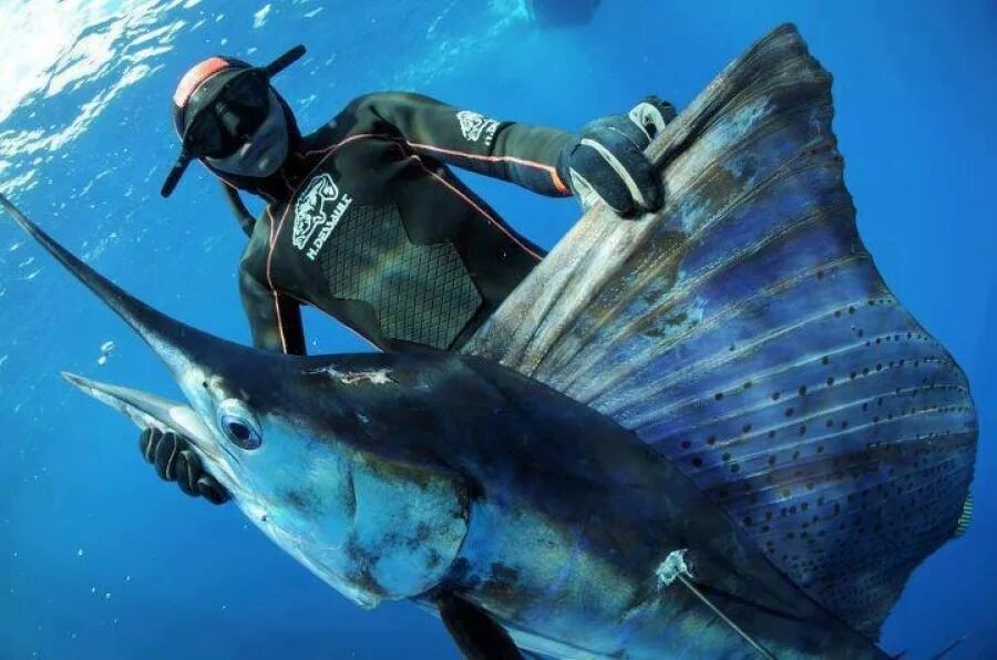 подводный охотник. подводная рыбалка. подводный охотник. барракуда рыба куба. подводный охотник.