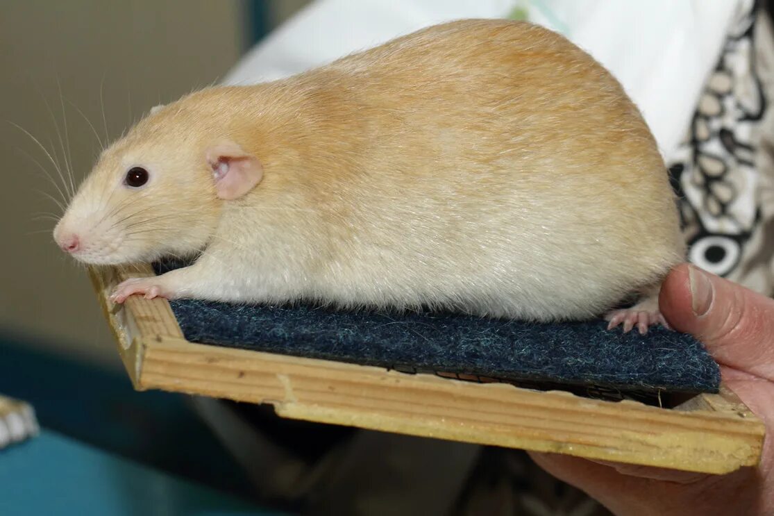 Взрослая декоративная крыса. Крыса дамбо капюшоновая. Взрослая крыса. Крыса дамбо серая. Крыса дамбо белая взрослая.