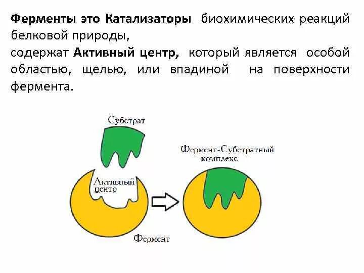 Свойства катализаторов ферментов. Ферменты катализаторы белковой природы. Ферменты это катализаторы биохимических реакций. Ферменты как катализаторы. Ферменты как катализаторы биохимических реакций.