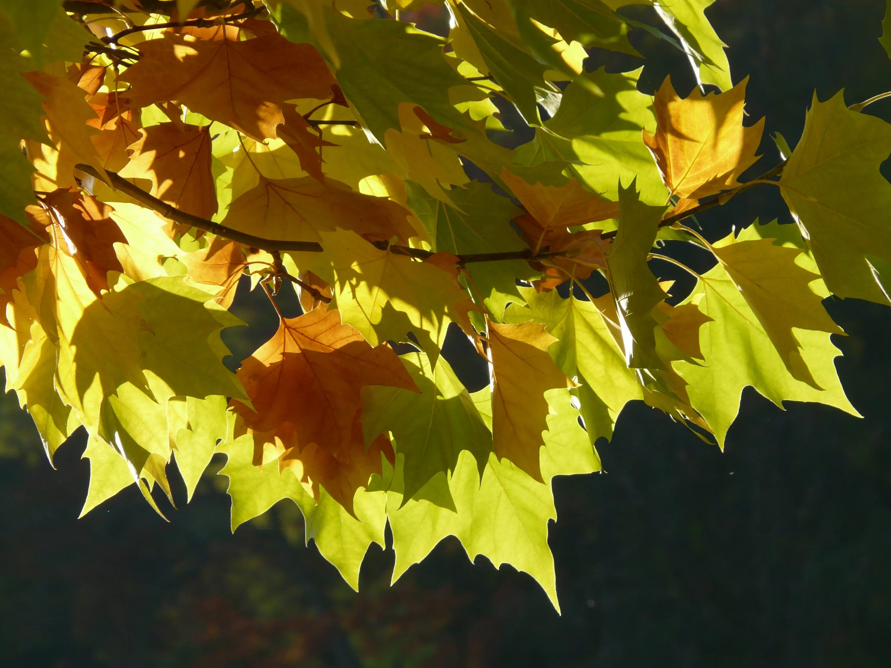 Клен остролистный осенью. Клен и кленовый лист. Осенний клен. Осень клен. Leaves on the back