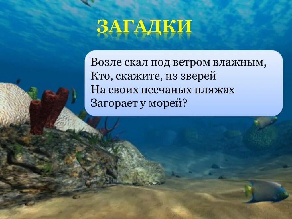 Загадка в воде живет. Через море океан плывет чудо великан. Морские загадки. Загадка про море. Загадка про океан.