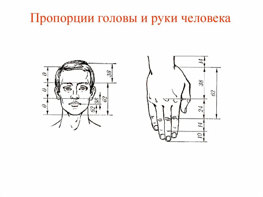 Пропорции ладони. Пропорции руки человека. Пропорции человеческой руки. Соотношение руки и головы.