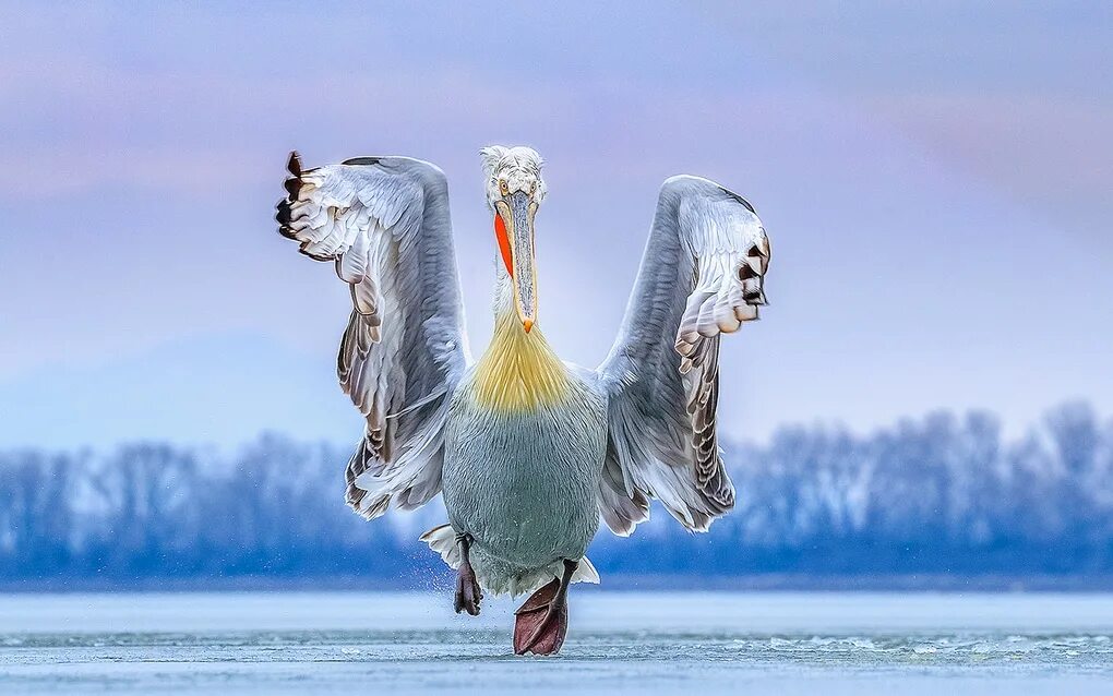 Птица пляшет. Фотоконкурс птиц. Красота птиц. Лучшие фотографии птиц. Танцующие птицы.