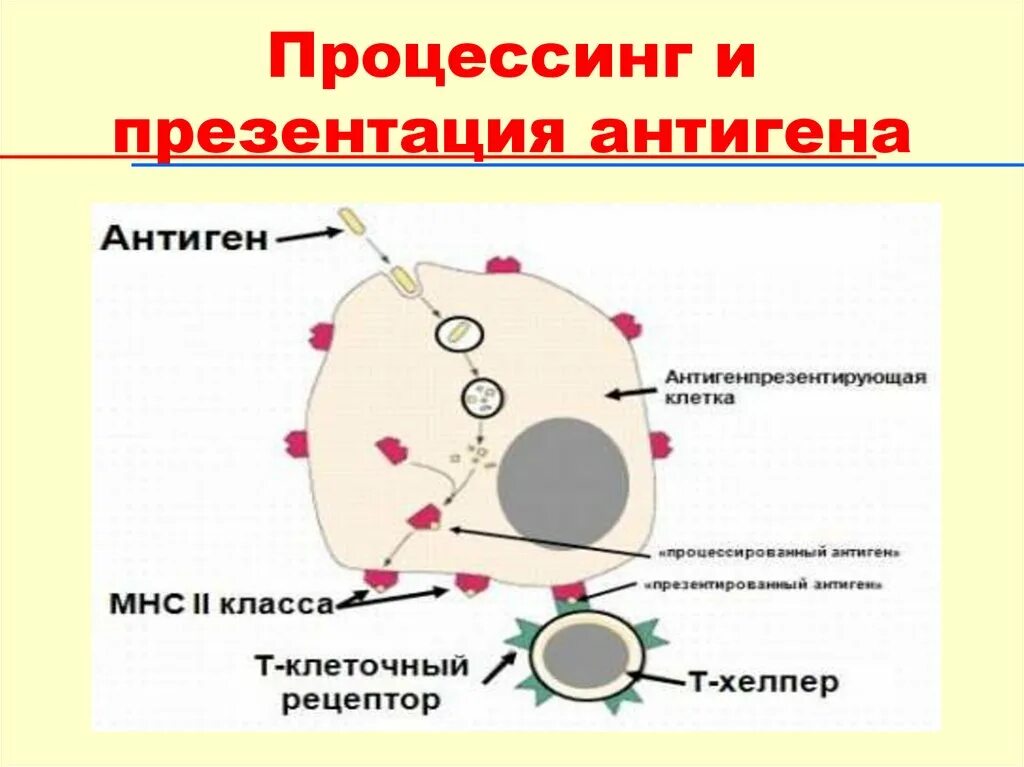 Экзогенные антигены. Процессинг экзогенных антигенов схема. Процессинг антигена иммунология. Процессинг антигена для МНС 1. Механизм процессинга антигена схема.