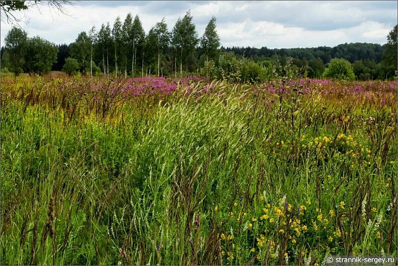 лесная поляна удмуртия. цветущий луг йеллоустоун. луга марий эл. трава поле. поле лес.