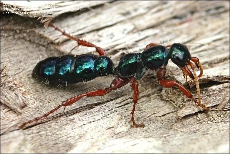 Blue ant. Polyrhachis cyaniventris. Необычные насекомые австралии. Blue ant. Синий муравей насекомое.