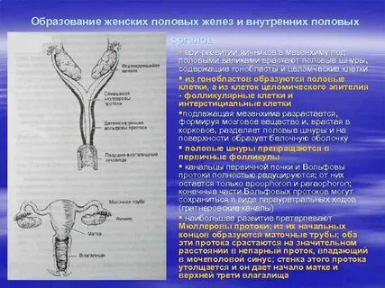 1 развитие половых органов