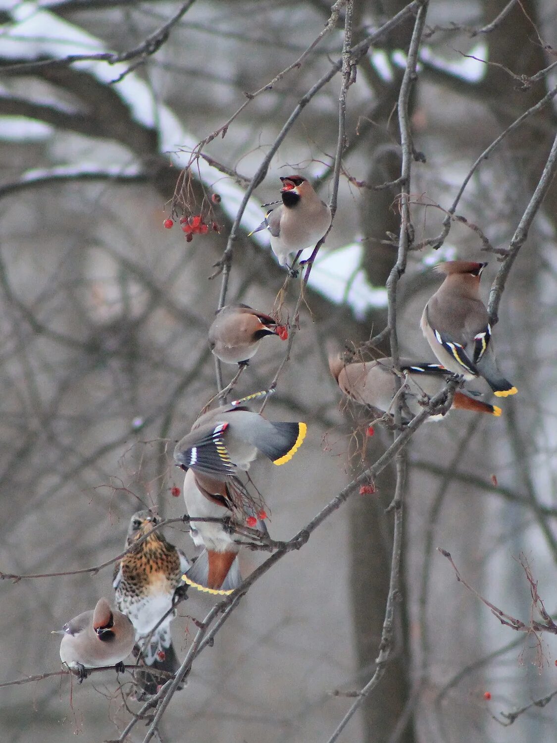 стаи птиц зимой. снегирь, свиристель, дрозд рябинник. стайка птиц зимой. свиристель ареал. дрозд свиристель крымский.