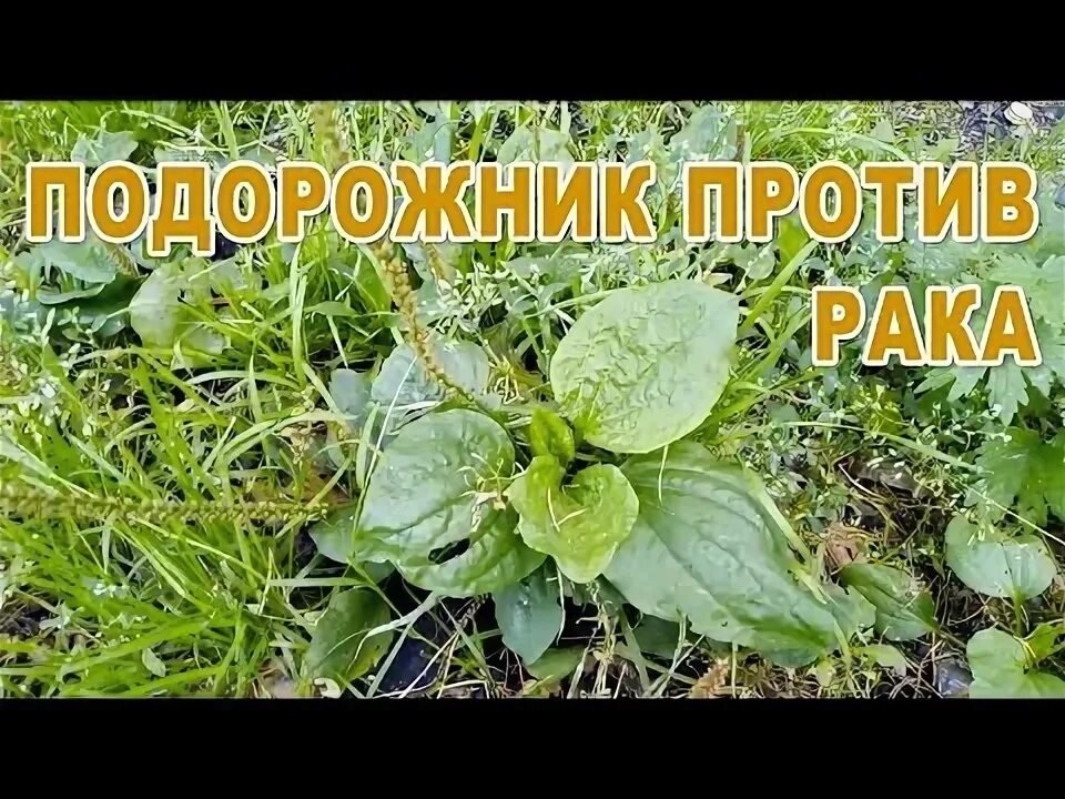 Подорожник раке. Подорожник фитотерапия. подорожник для травника. подорожник полезные свойства. подорожник лечебные свойства.