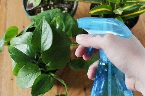 Опрыскивание комнатных цветов