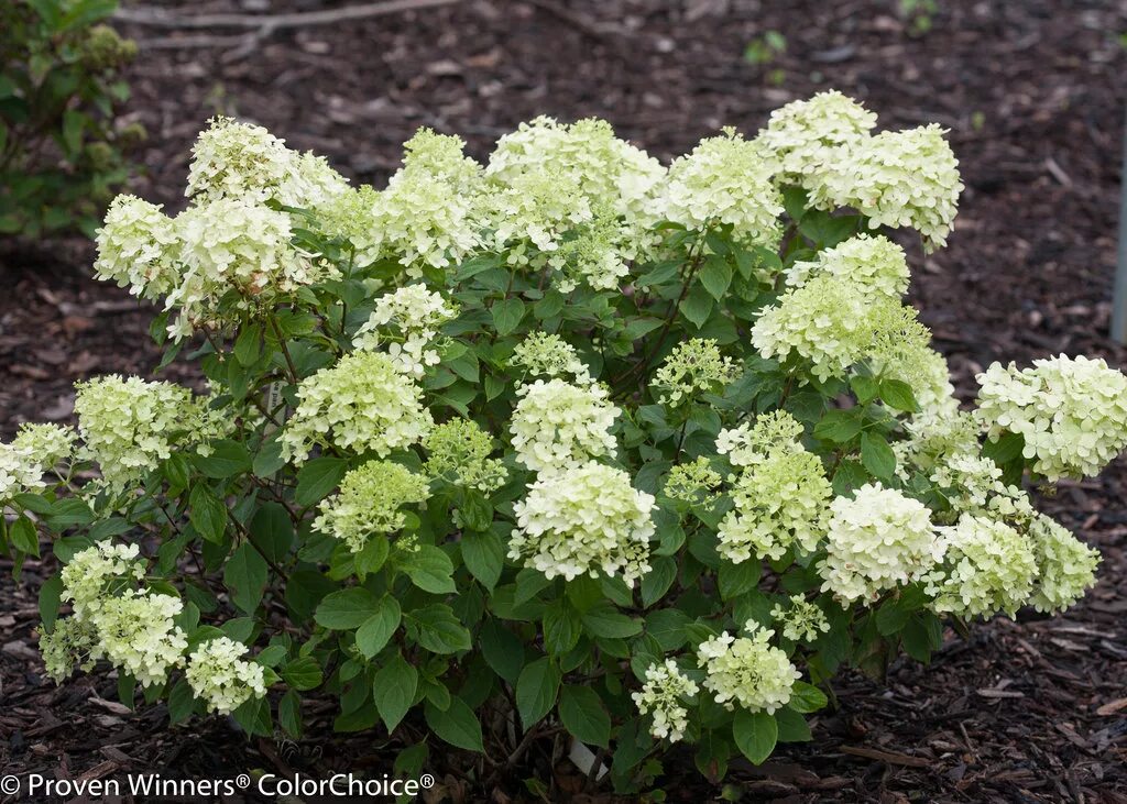 Hydrangea paniculata little. Hydrangea paniculata little