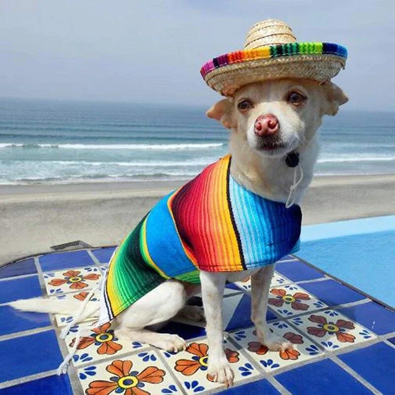 Пес шляпа. Собака в Сомбреро. Сомбреро для собак чихуахуа шляпа. Чихуа Мексика шляпа. Собака в Сомбреро и пончо.