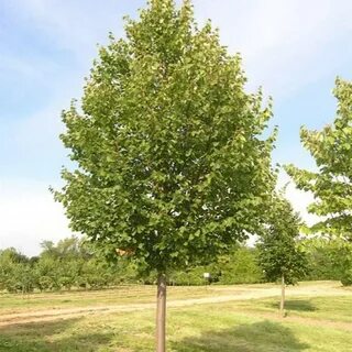 Tilia cordata komsta mini