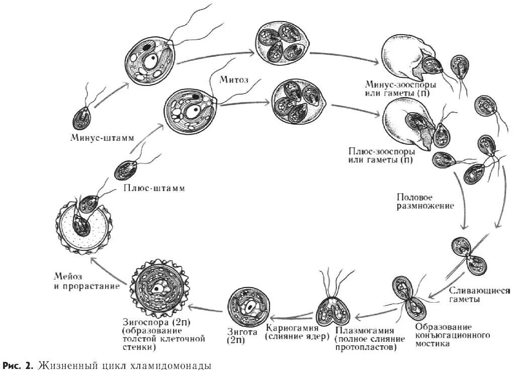 Цикл развития водорослей схема. Цикл развития водоросли хламидомонады схема. Жизненный цикл одноклеточных водорослей схема. Цикл развития хлореллы схема. При образовании спор и гамет происходит