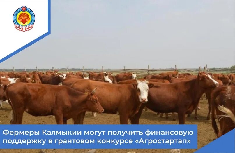 Скот калмыкии
