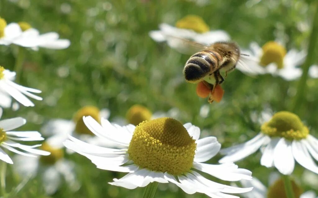 Пчела на ромашке. Поле ромашек и пчелы. Пчела на ромашке фото. Пчела на ромашке. Ромашка пчела.