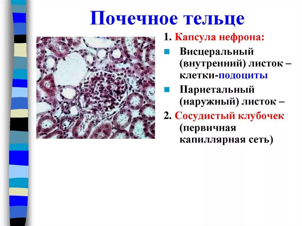 Клетки почечного тельца. Первичная капиллярная сеть почечного тельца. Фильтрационный барьер почечного тельца. Почечное тельце почки