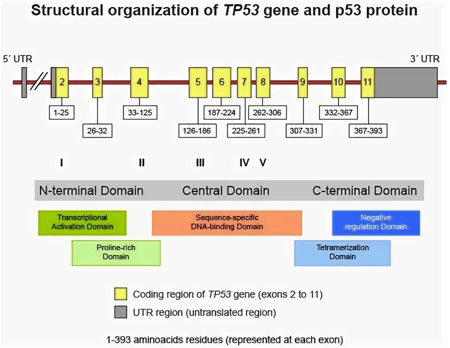 Ген p53 функции. Tp53 мутация. Мутация тр53 гена. Tp53 мутация. Tp53 мутация.