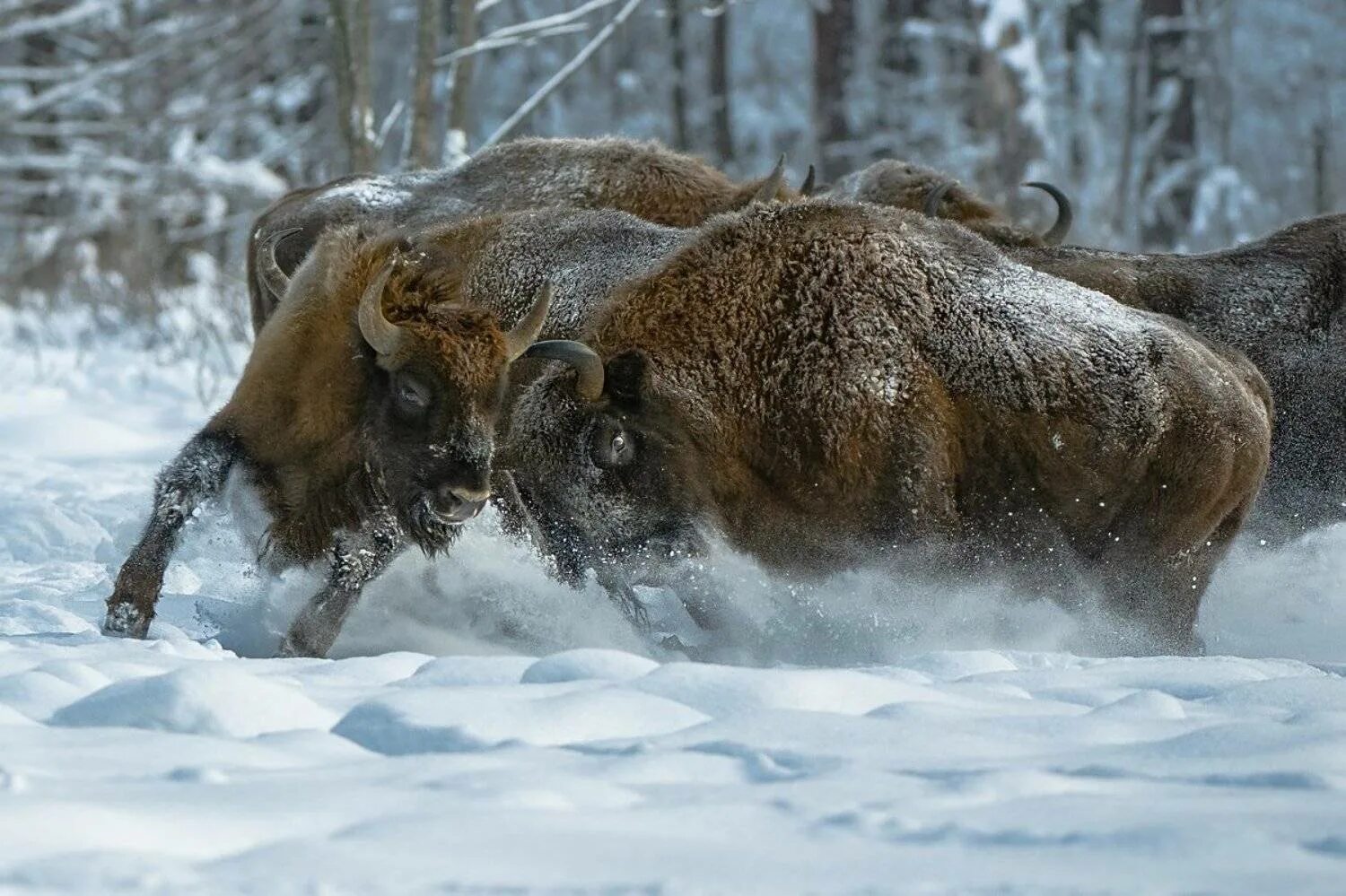 Снежный ЗУБР. Бизон зимой. ЗУБР В снегу. Буйвол зимой. Бизоны зимние