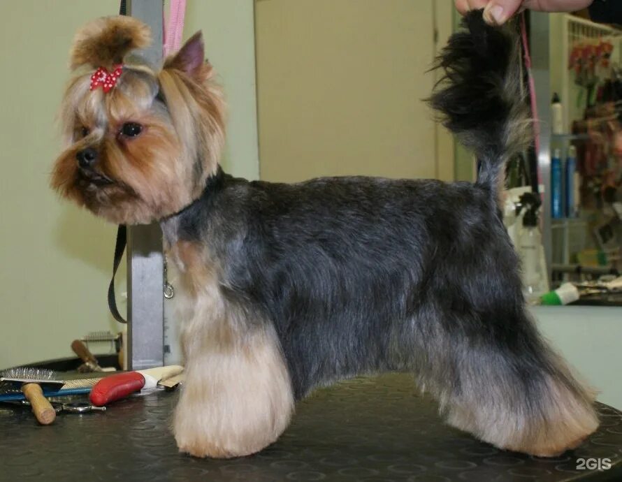 зимняя стрижка йорка. зимняя стрижка йорка. правильная стрижка йорка. стрижка йорка мальчика. жесткошерстный йоркширский терьер.