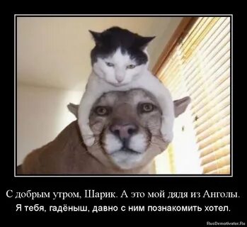 Отдали саму
