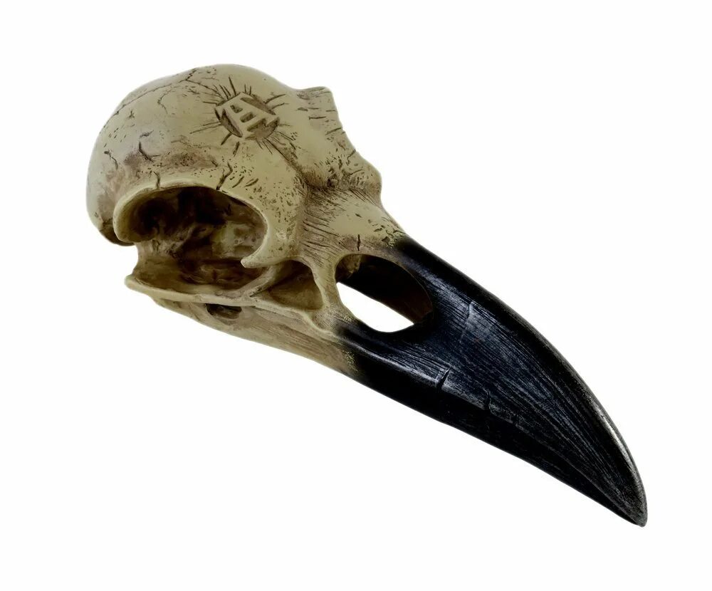 Череп птицы вид сбоку снизу и сверху. Череп птицы. Череп птицы анатомия. Птичий череп. Птичий череп.