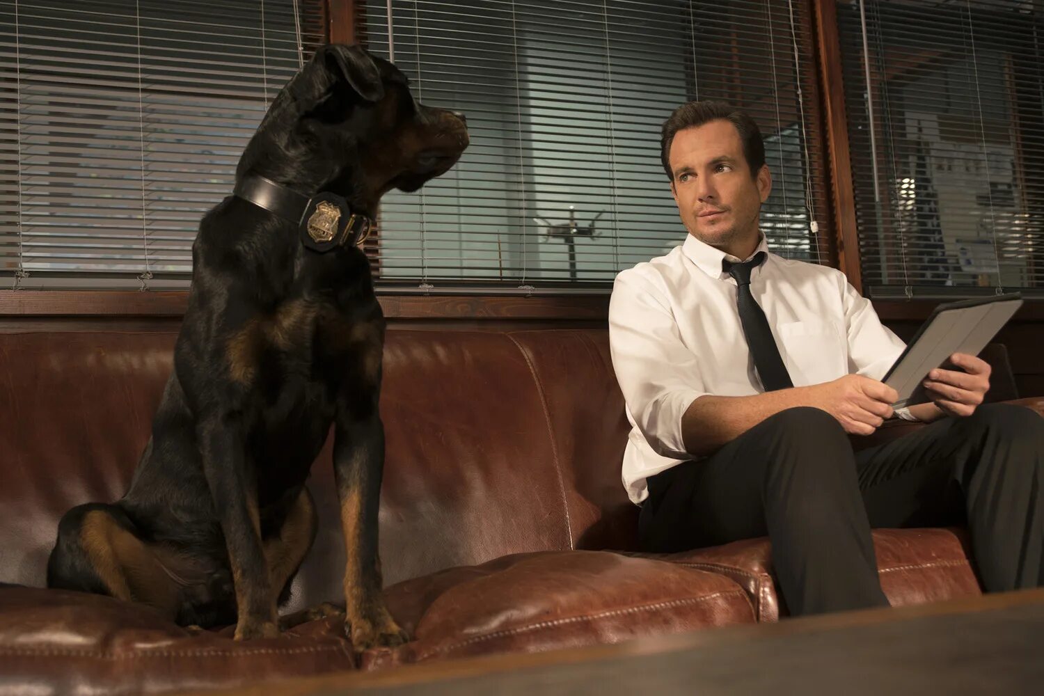 собаки под прикрытием