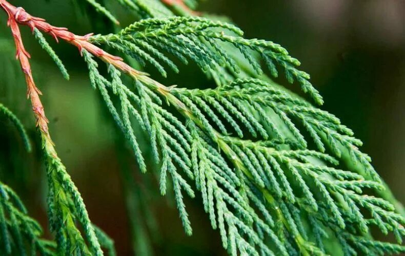 Хвоя кипарисовика. Кипарис cupressus sempervirens. Кипарис вечнозеленый (cupressus sempervirens). Кипарисовик горохоплодный дерево. Chamaecyparis pisifera.