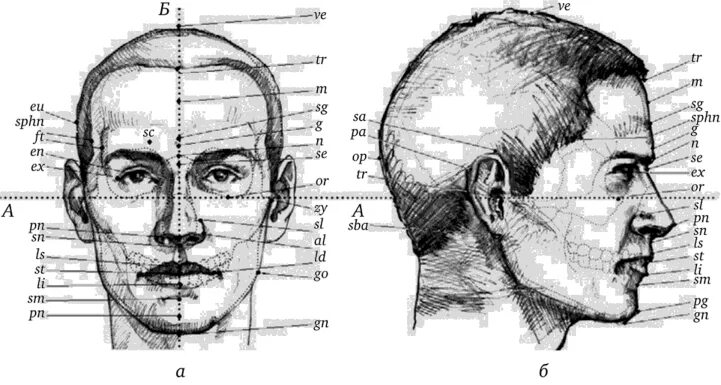 Антропометрические точки габитоскопия. Криминалистическая габитоскопия. Антропометрические точки черепа человека. Антропометрические точки головы.