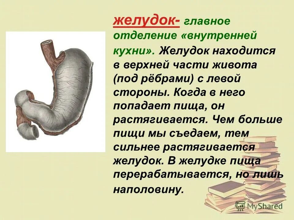 Стоит живот что делать