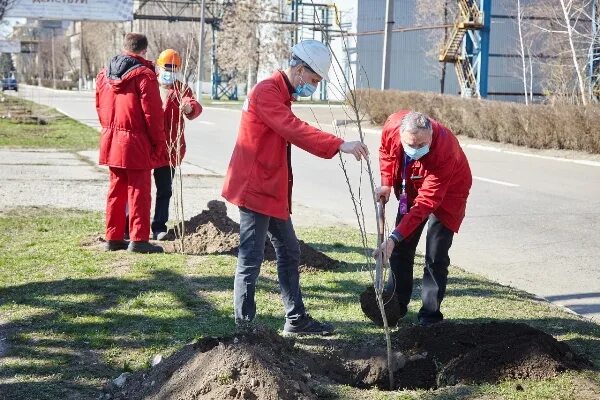 Акция озеленение