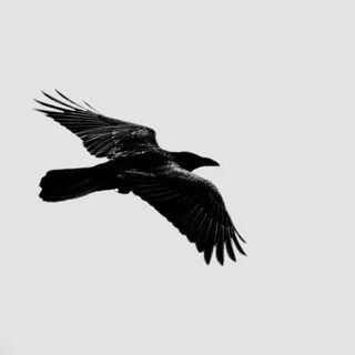 Six ravens