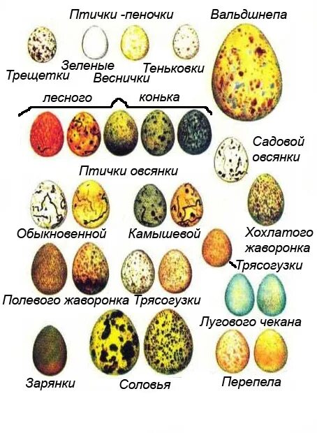 Почему яйцо такой формы. Почему яйцо такой формы