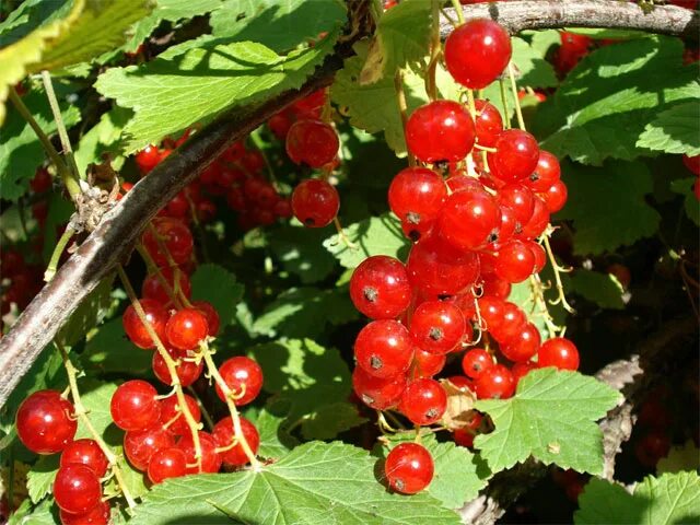 Уральские сорта смородины