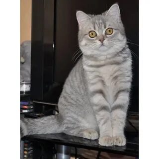 Шотландская кошка с прямыми ушами
