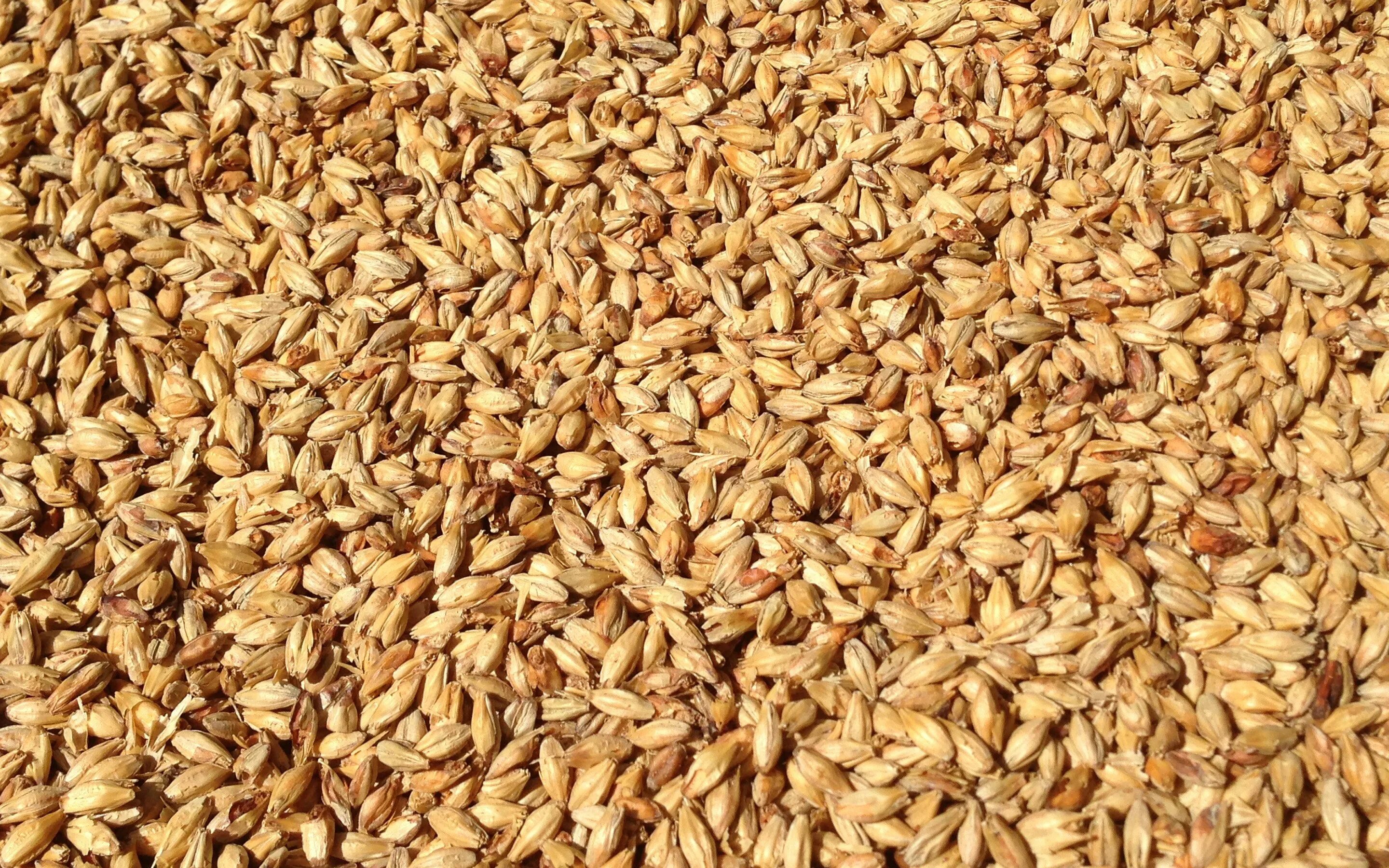 Солод ячменный неферментированный. Пшеница зерно. Пшеница текстура. Пшеница текстура зерно.