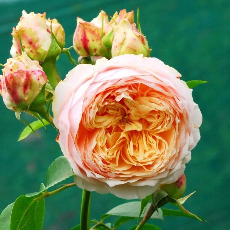 Ginger rose. Christina hendricks ginger & rosa. Ginger rose. Ginger rose. Ginger rose.