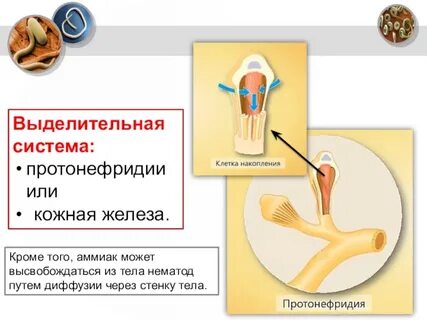 Выделительная система протонефридии