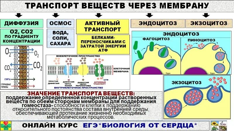 Маян амировна егэ. Маян амировна биология от сердца. Маян амировна биология от сердца. Маян амировна биология от сердца. Маян амировна биология от сердца.