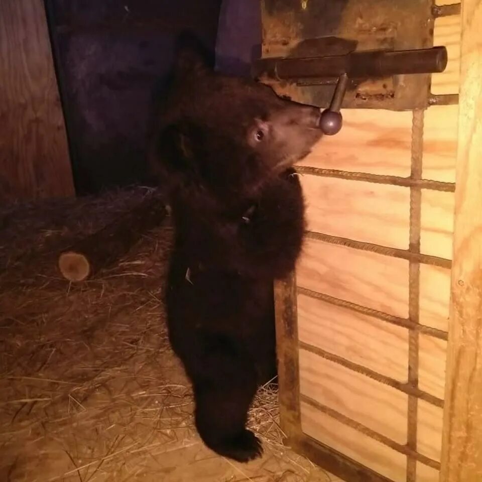 Медвежонок без мамы. Медвежонок 1 месяц. Маленькие медвежата 1 месяц. Гималайский медведь Медвежонок 1 месяц.