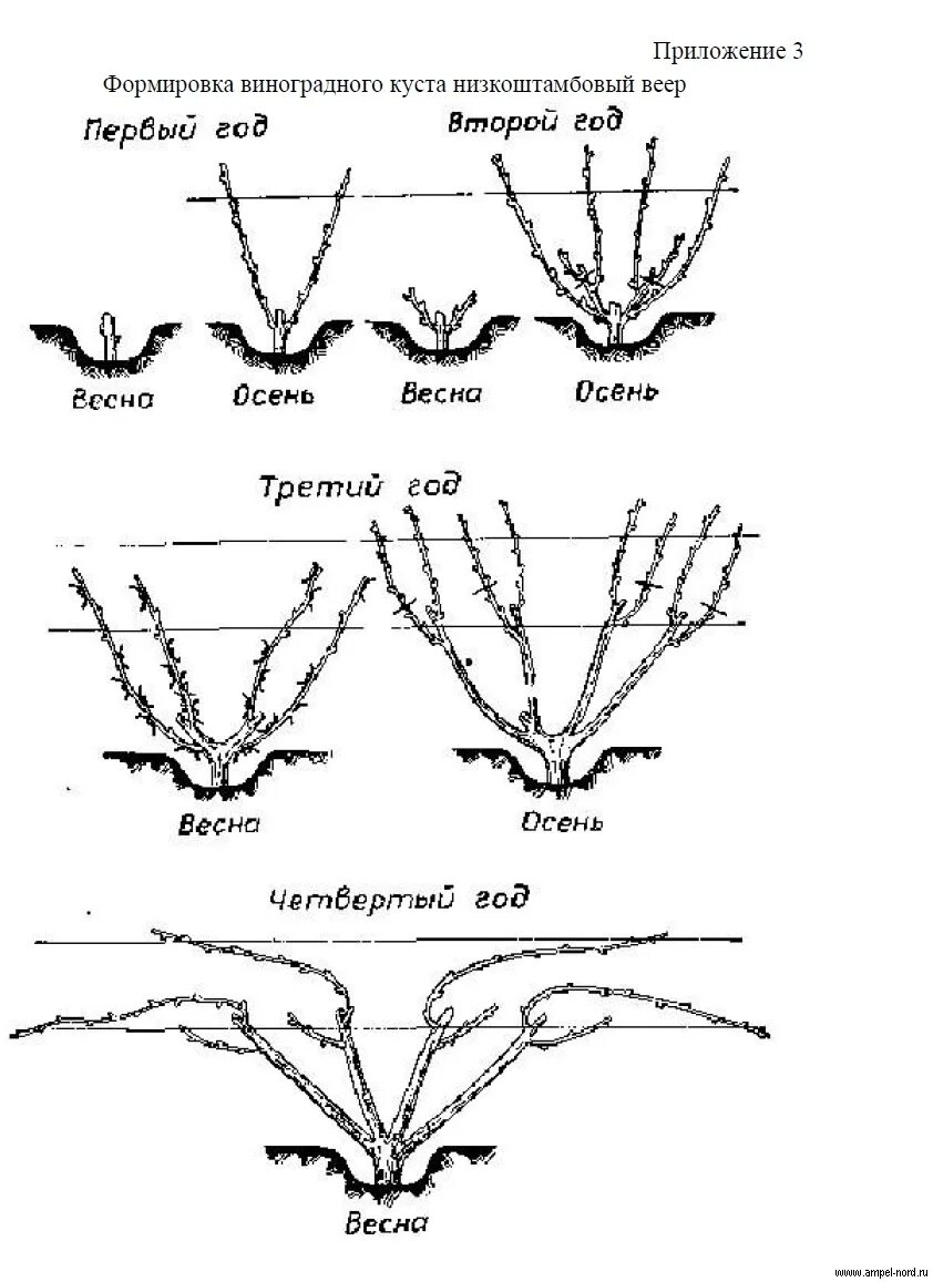 Виноград веерная формировка куста. Формировка куста винограда весной. Схемы формировки куста винограда. Формирование куста винограда схема.