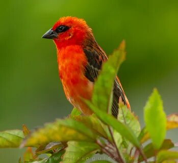 Красный фуди (madagascar fody) .