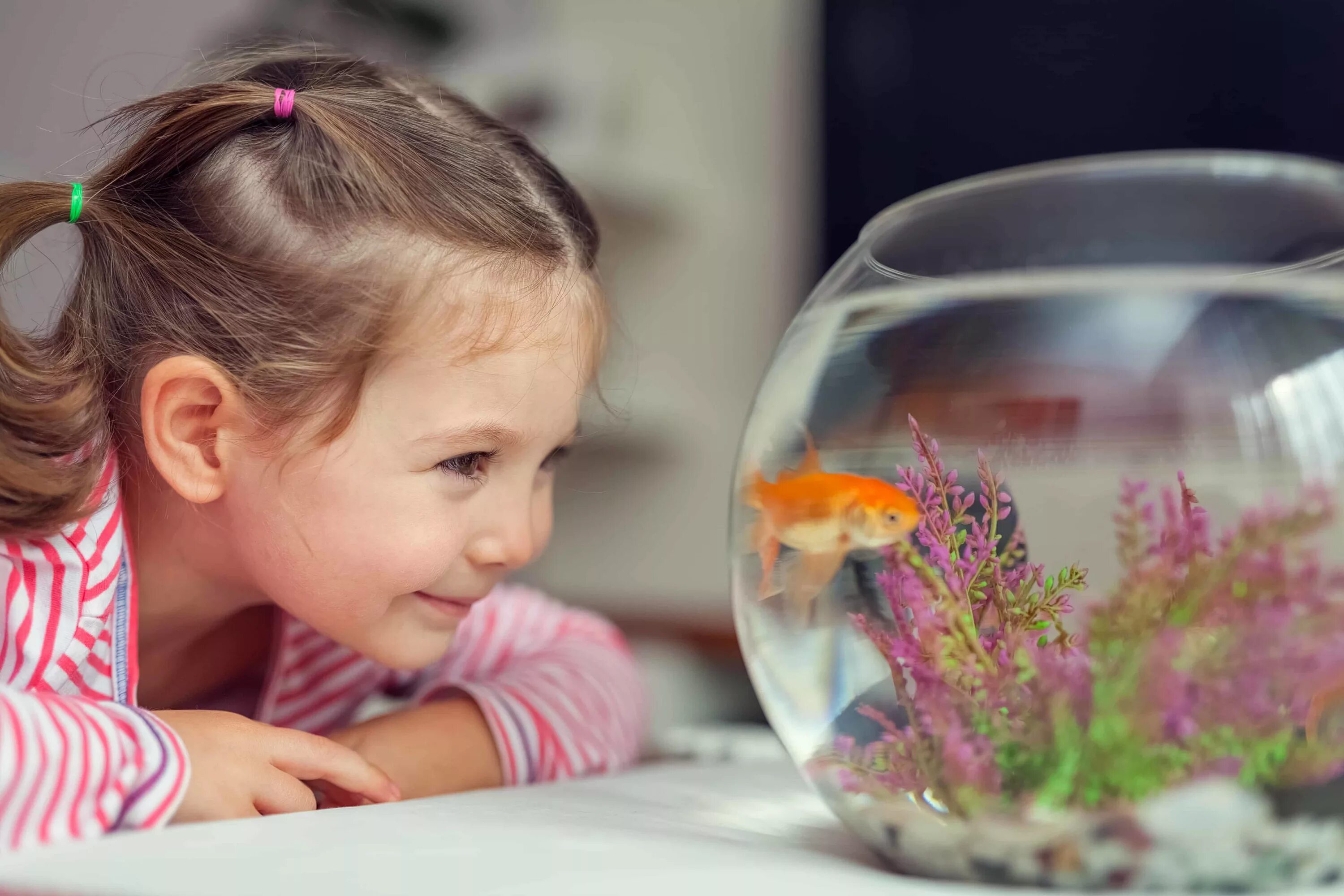 Pets fish. Рыбки для аквариума. Аквариум для детей. Наблюдение за рыбками. Человек в аквариуме.