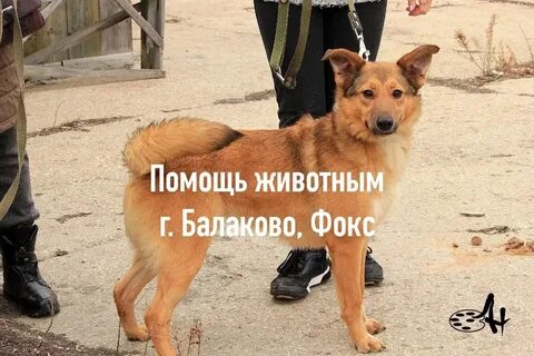День собачьего счастья 4 мая