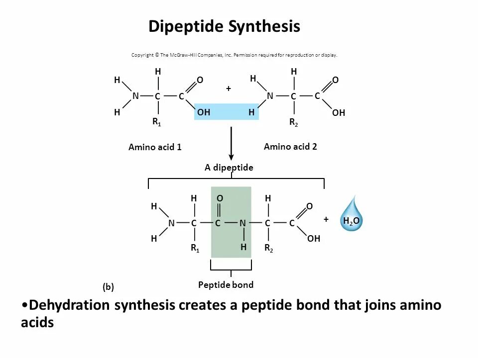 Дипептид природного происхождения. Дипептид сер-Лиз. Дипептиды общая формула. Дипептид формула. Дипептид метионин.
