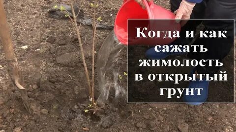 Расстояние при посадке жимолости